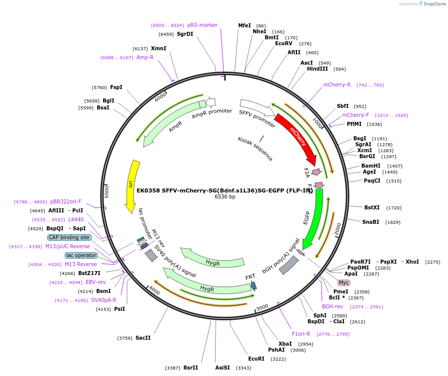 191152-plasmid-map-sequence-id-375600
