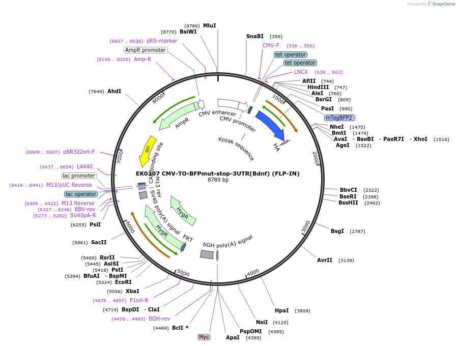 191145-plasmid-map-sequence-id-375607