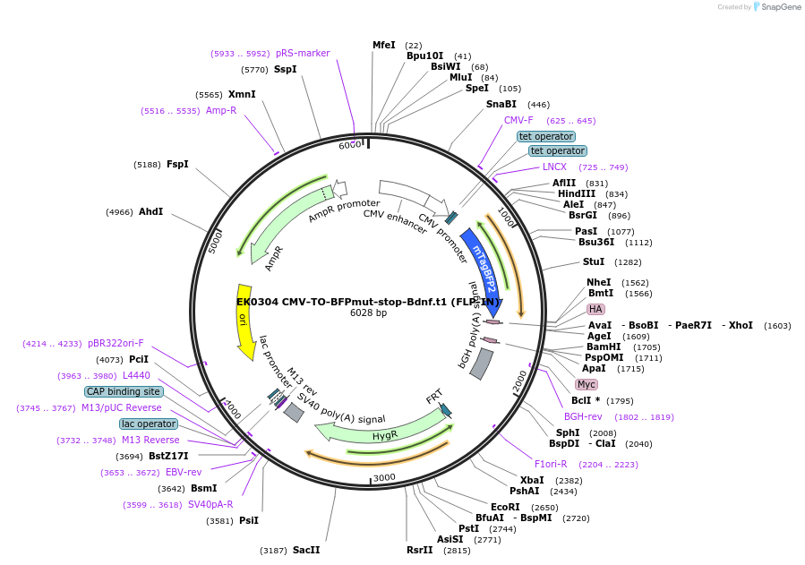 191146-plasmid-map-sequence-id-375610