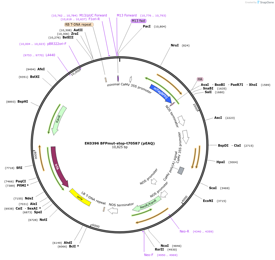 191171-plasmid-map-sequence-id-375611