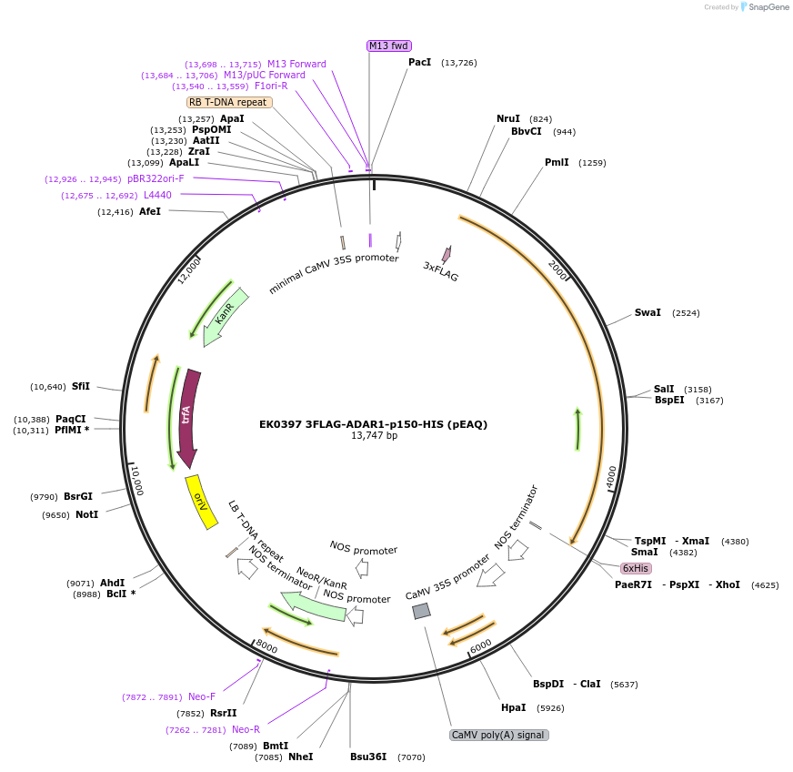 191172-plasmid-map-sequence-id-375614