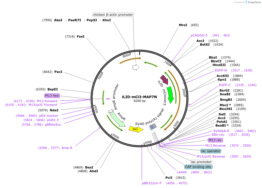 190167-plasmid-map-sequence-id-375649