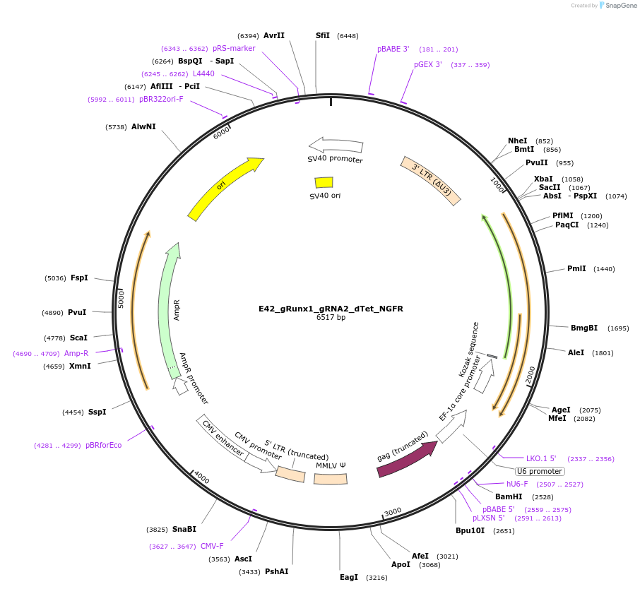 189801-plasmid-map-sequence-id-375686