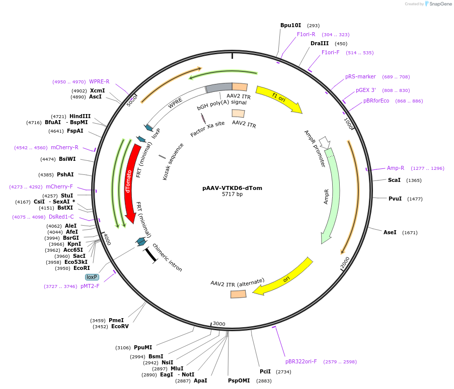 178717-plasmid-map-sequence-id-375693
