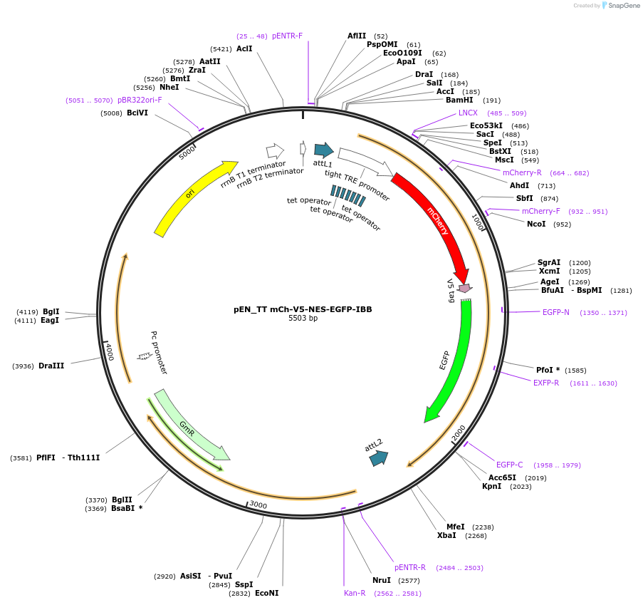 192314-plasmid-map-sequence-id-375709