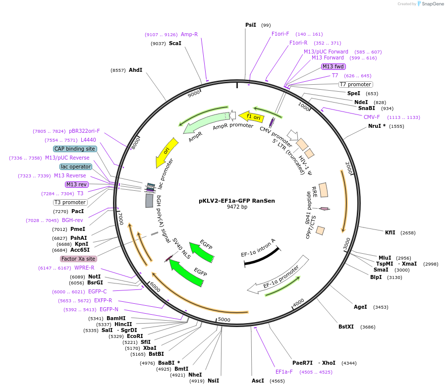 184697-plasmid-map-sequence-id-375712