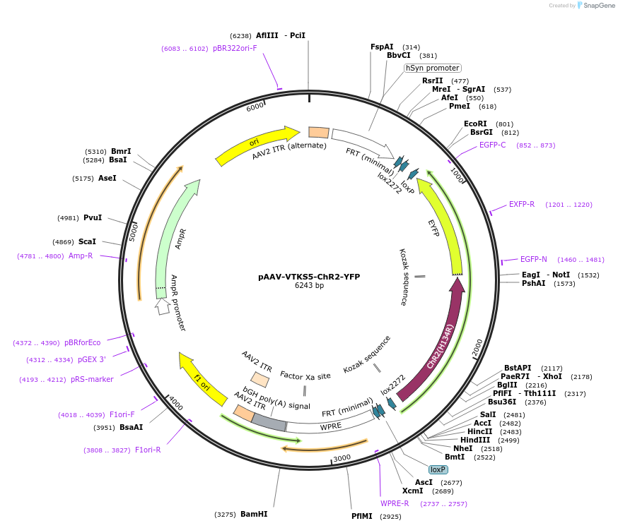 178725-plasmid-map-sequence-id-375715