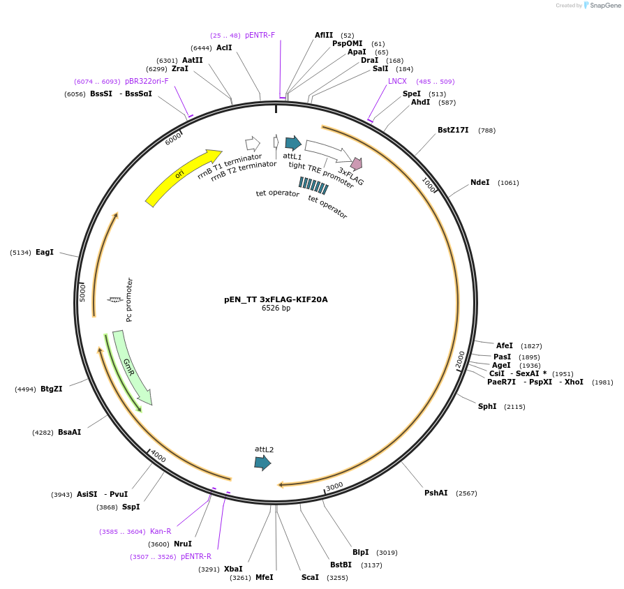 192297-plasmid-map-sequence-id-375719