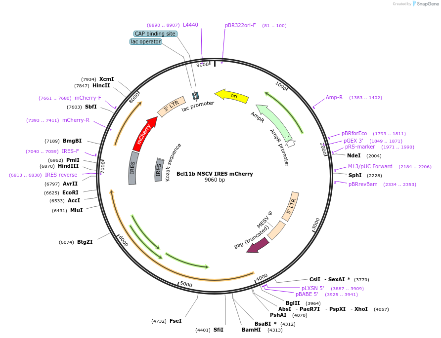 189808-plasmid-map-sequence-id-375724