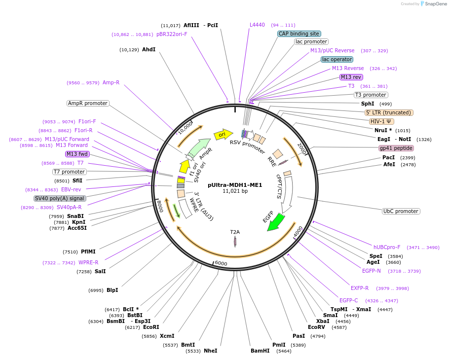 184465-plasmid-map-sequence-id-375732