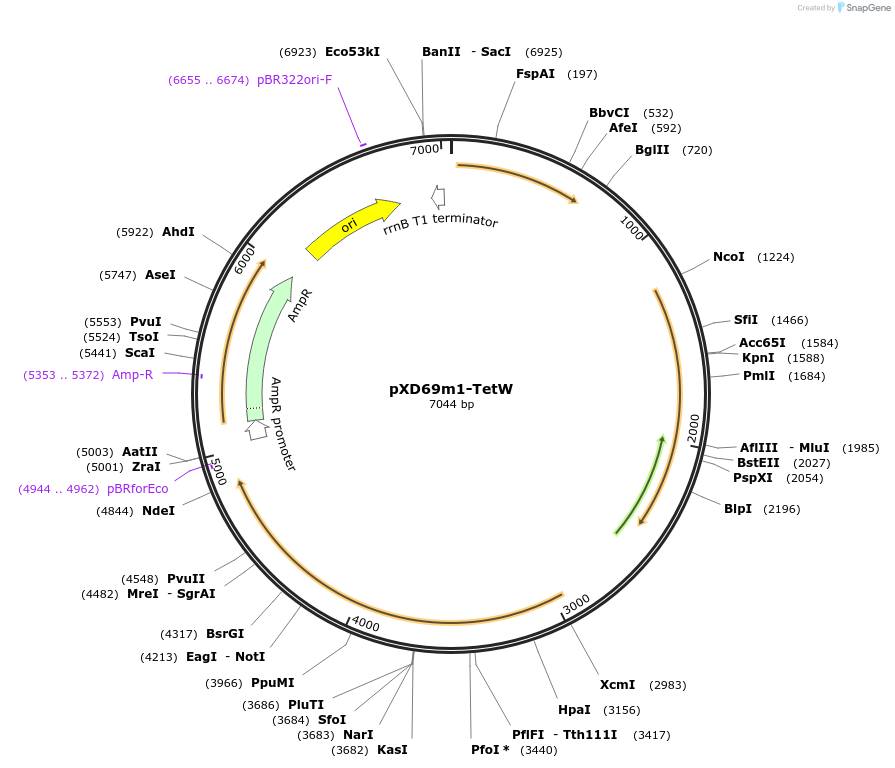 191246-plasmid-map-sequence-id-375743