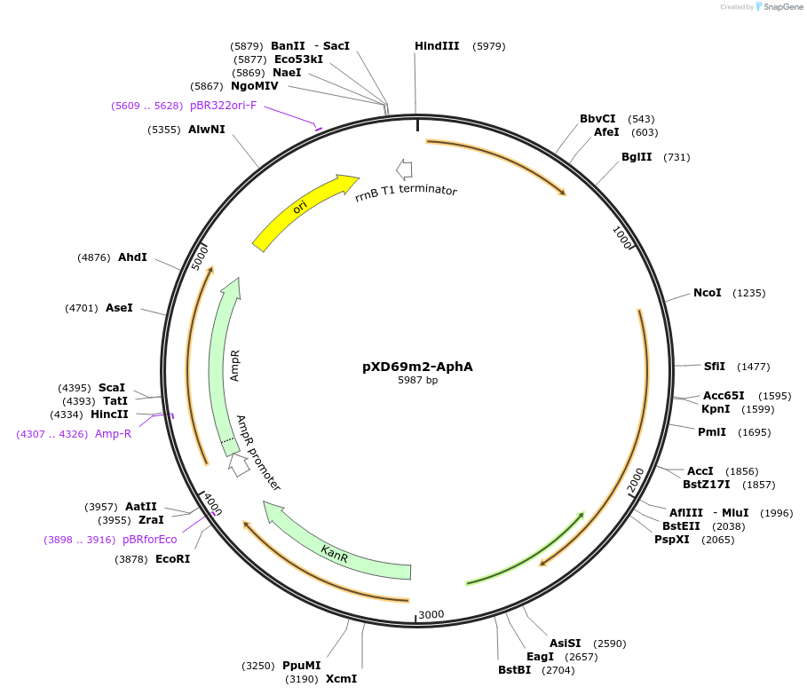 191247-plasmid-map-sequence-id-375745