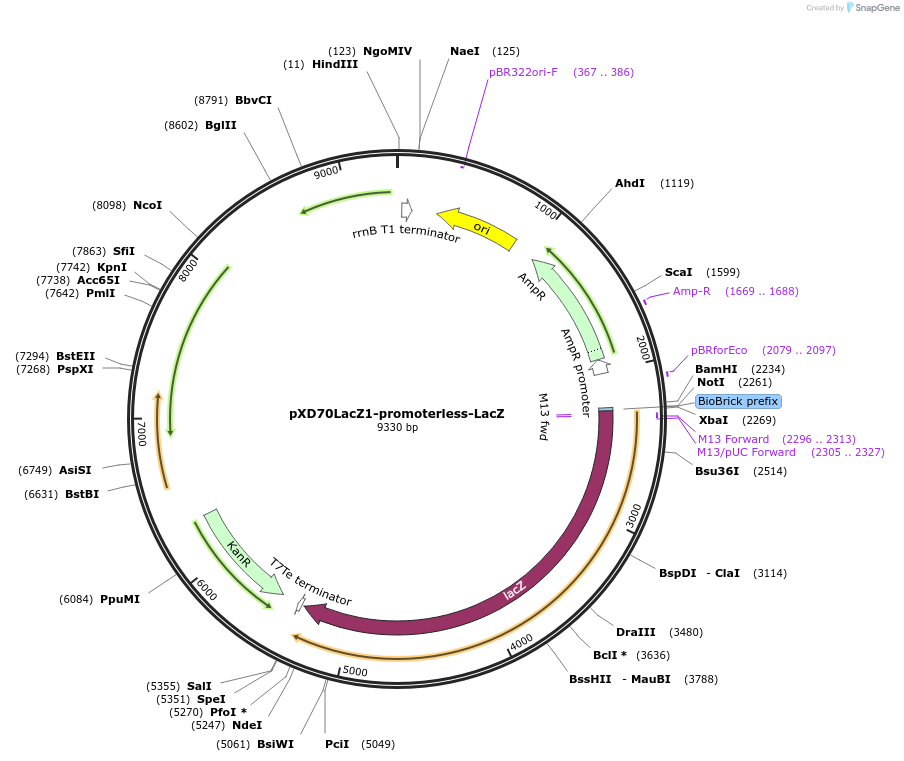191617-plasmid-map-sequence-id-375750