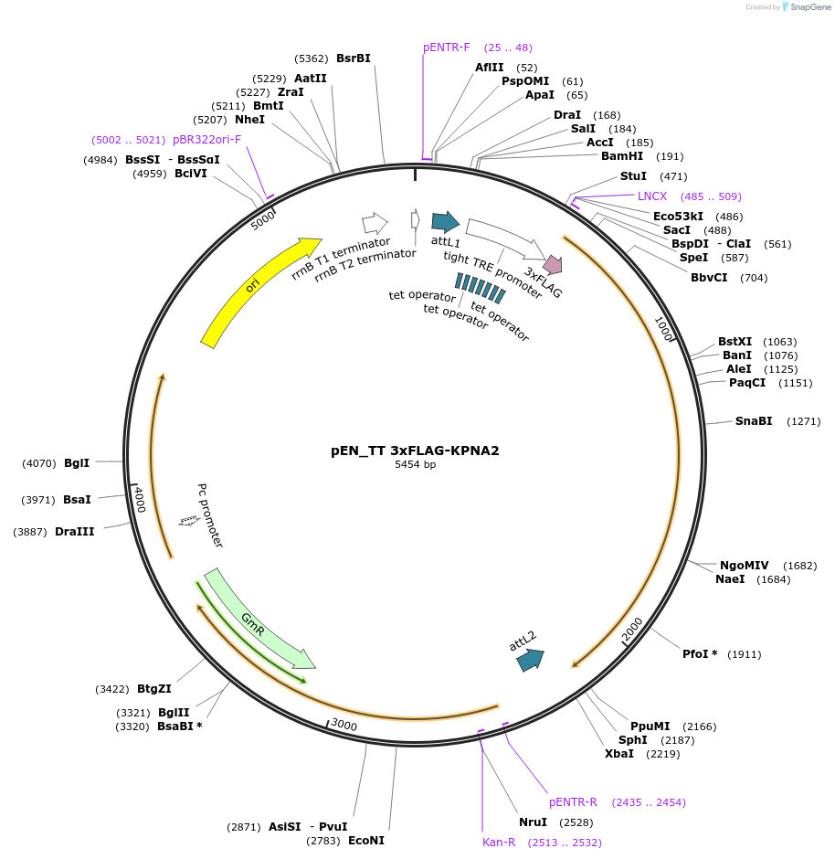 192306-plasmid-map-sequence-id-375752