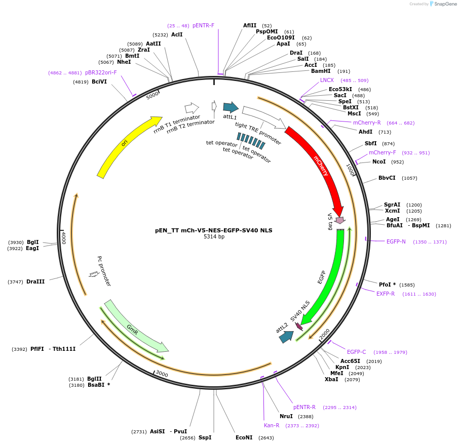 192318-plasmid-map-sequence-id-375753