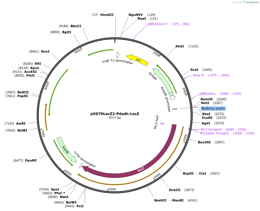191618-plasmid-map-sequence-id-375754