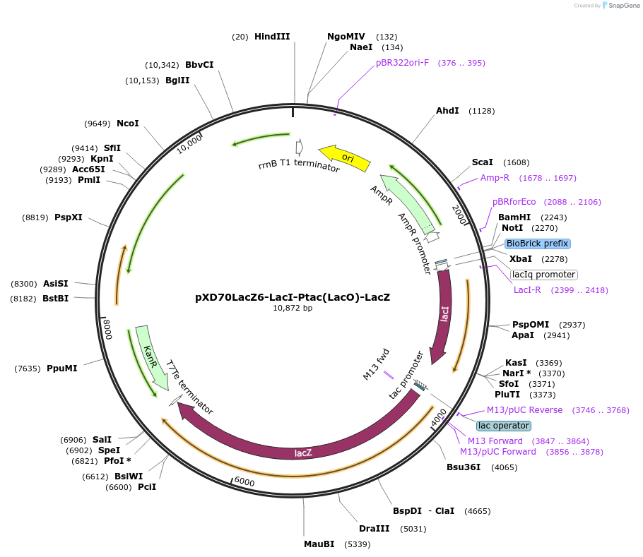 191621-plasmid-map-sequence-id-375778