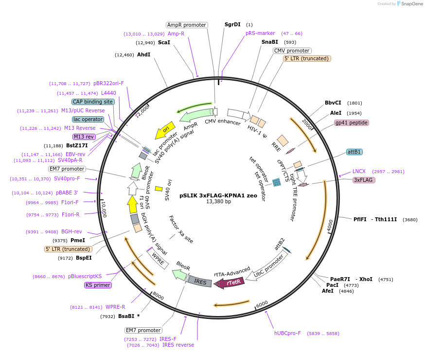 192329-plasmid-map-sequence-id-375798