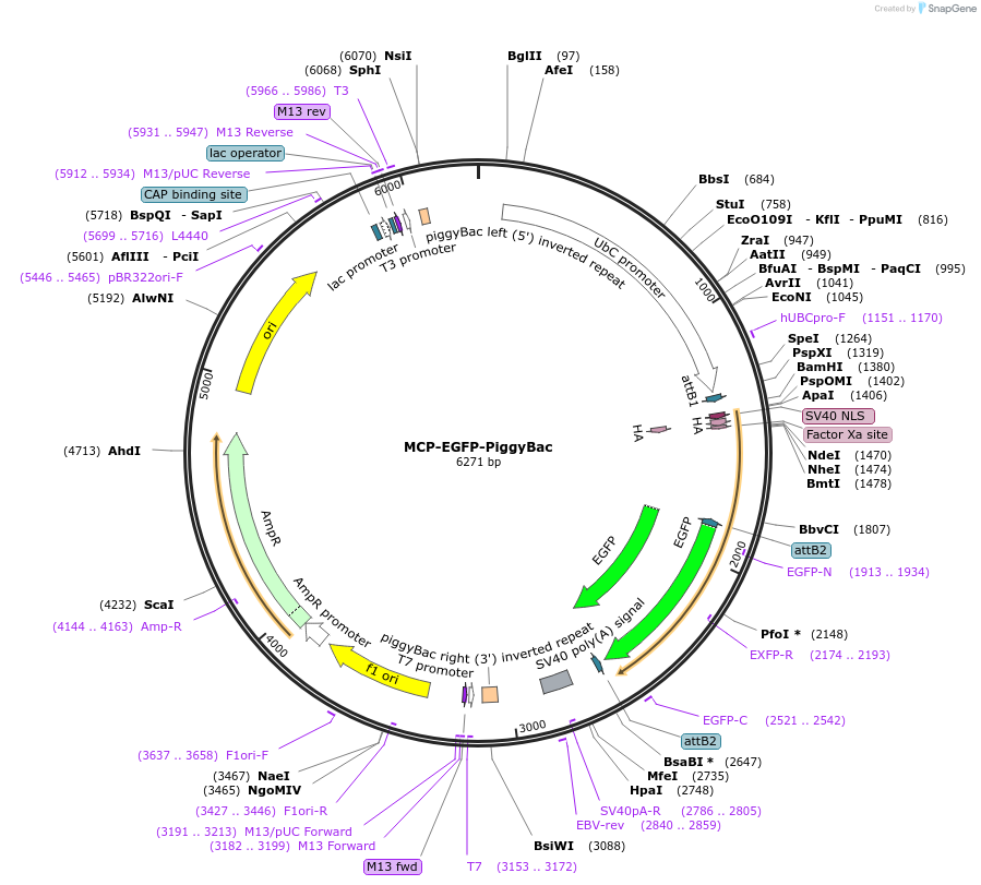190003-plasmid-map-sequence-id-375799