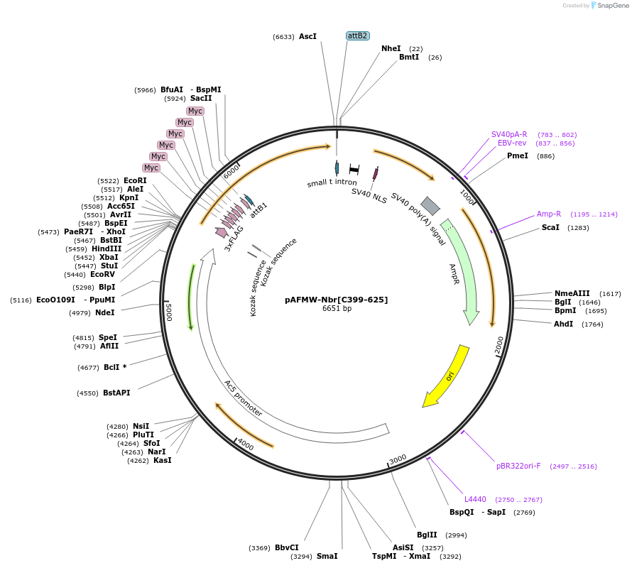 188587-plasmid-map-sequence-id-375837