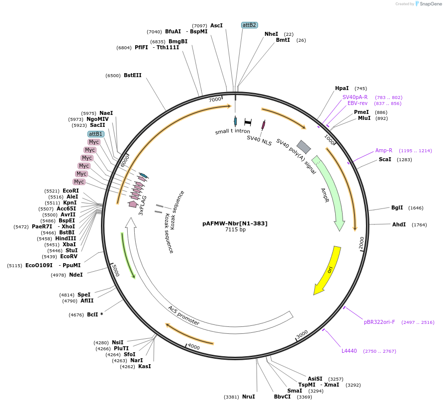 188586-plasmid-map-sequence-id-375838