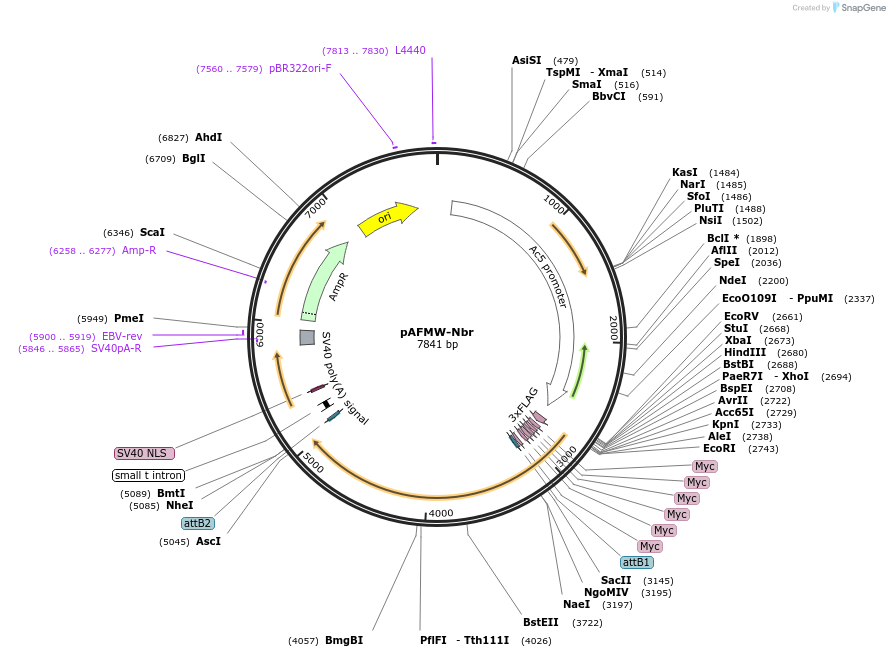 188584-plasmid-map-sequence-id-375839