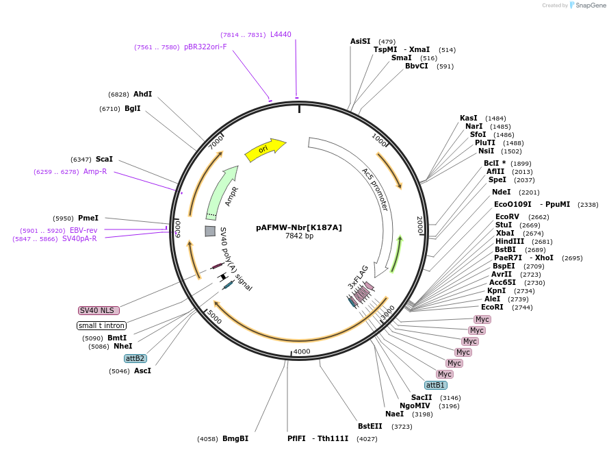 188593-plasmid-map-sequence-id-375841