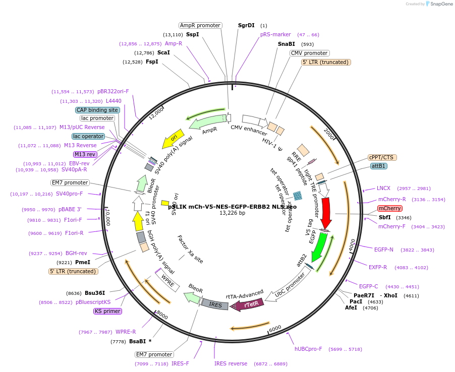 192338-plasmid-map-sequence-id-375846