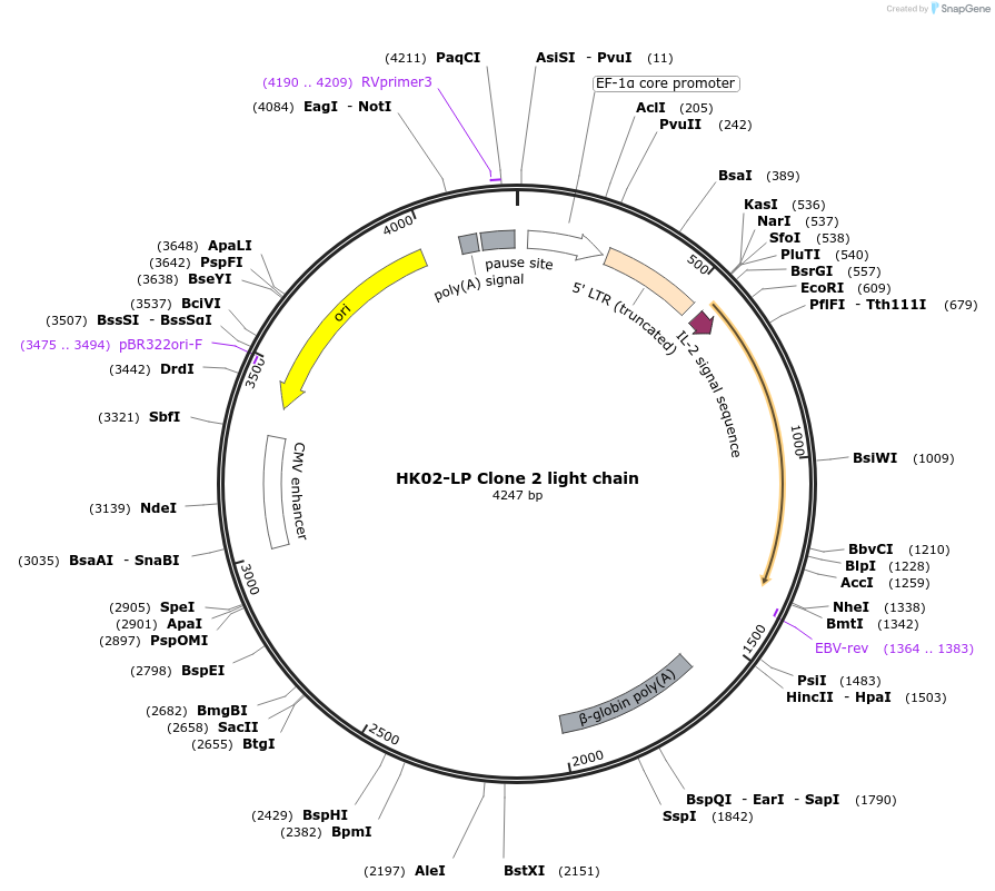 192179-plasmid-map-sequence-id-375851
