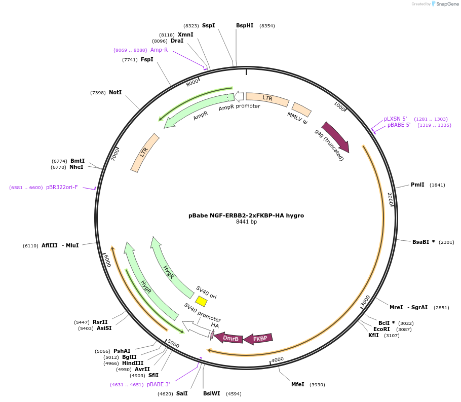 192292-plasmid-map-sequence-id-375852