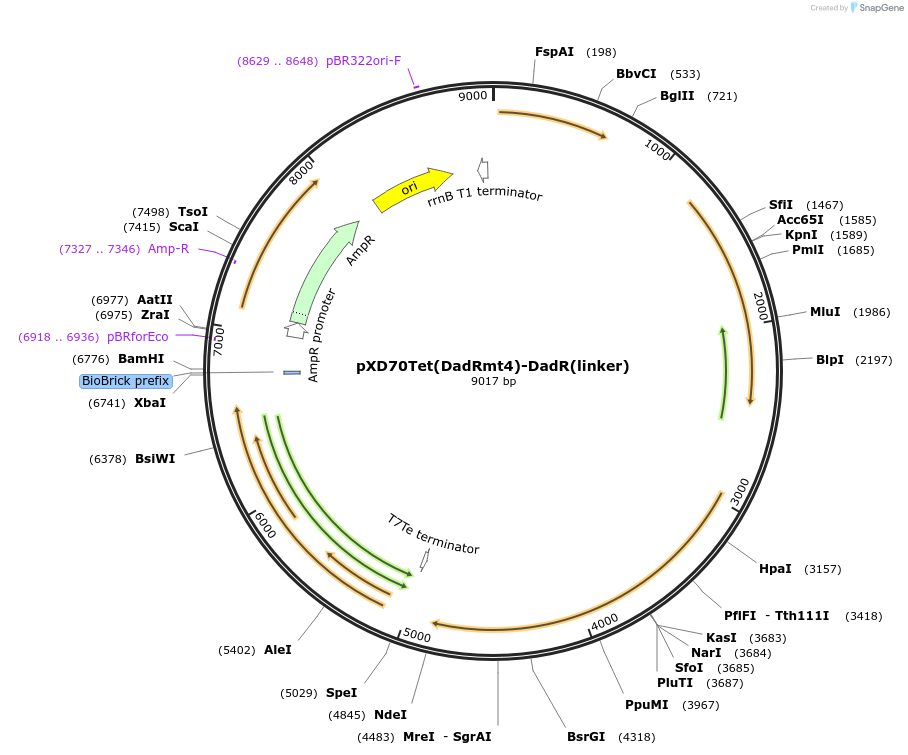 191639-plasmid-map-sequence-id-375855
