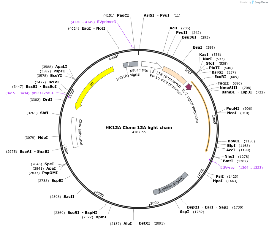 192182-plasmid-map-sequence-id-375860