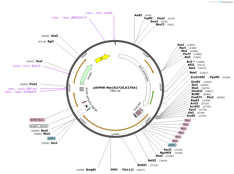 188596-plasmid-map-sequence-id-375861
