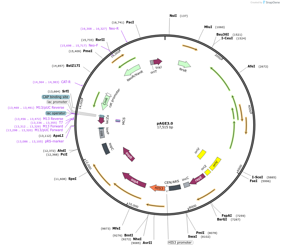 165985-plasmid-map-sequence-id-375864