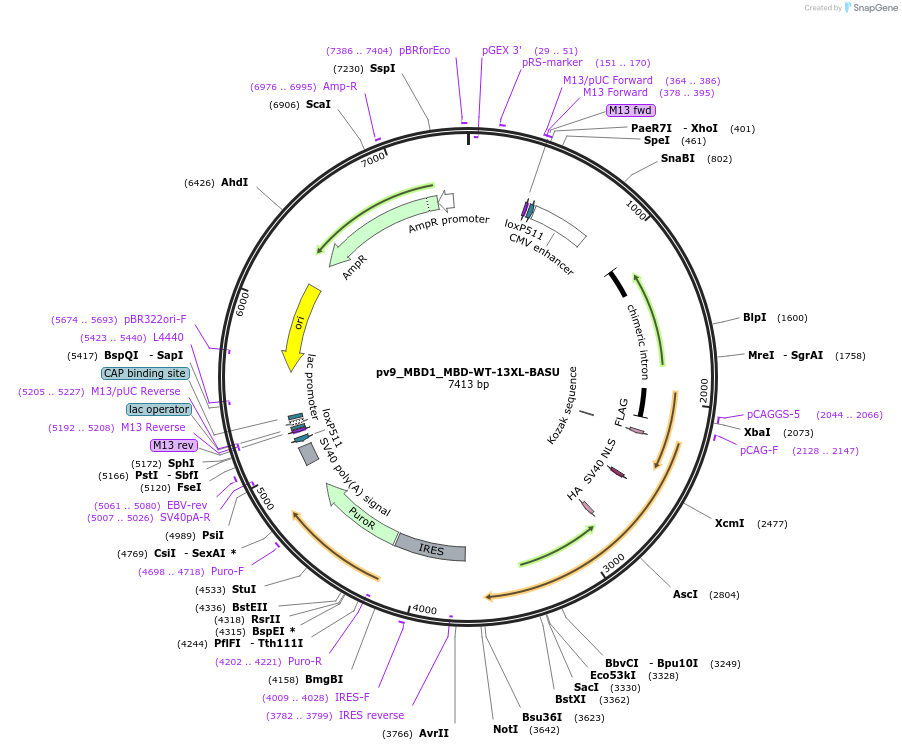 179416-plasmid-map-sequence-id-375871