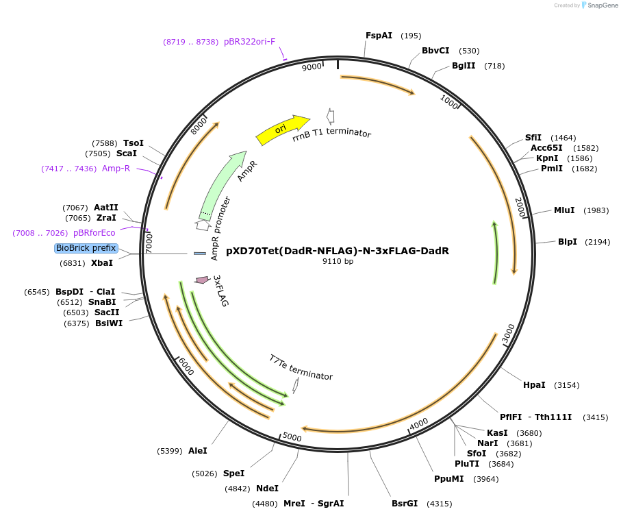 191640-plasmid-map-sequence-id-375884