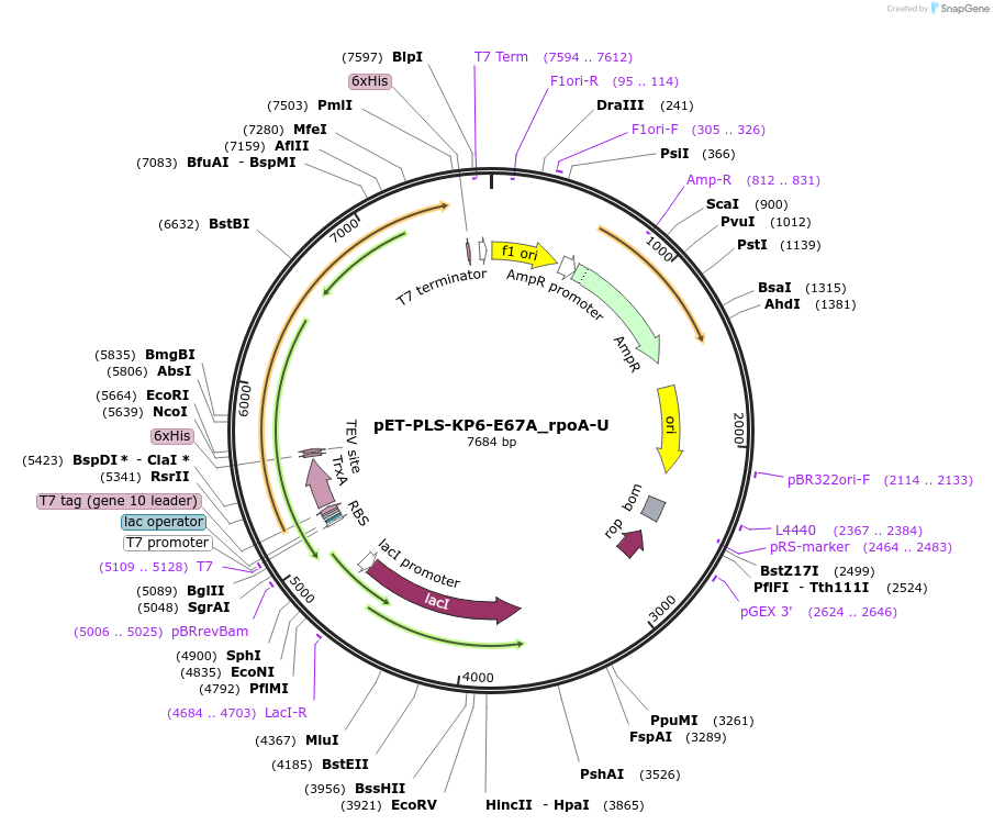 190973-plasmid-map-sequence-id-375887