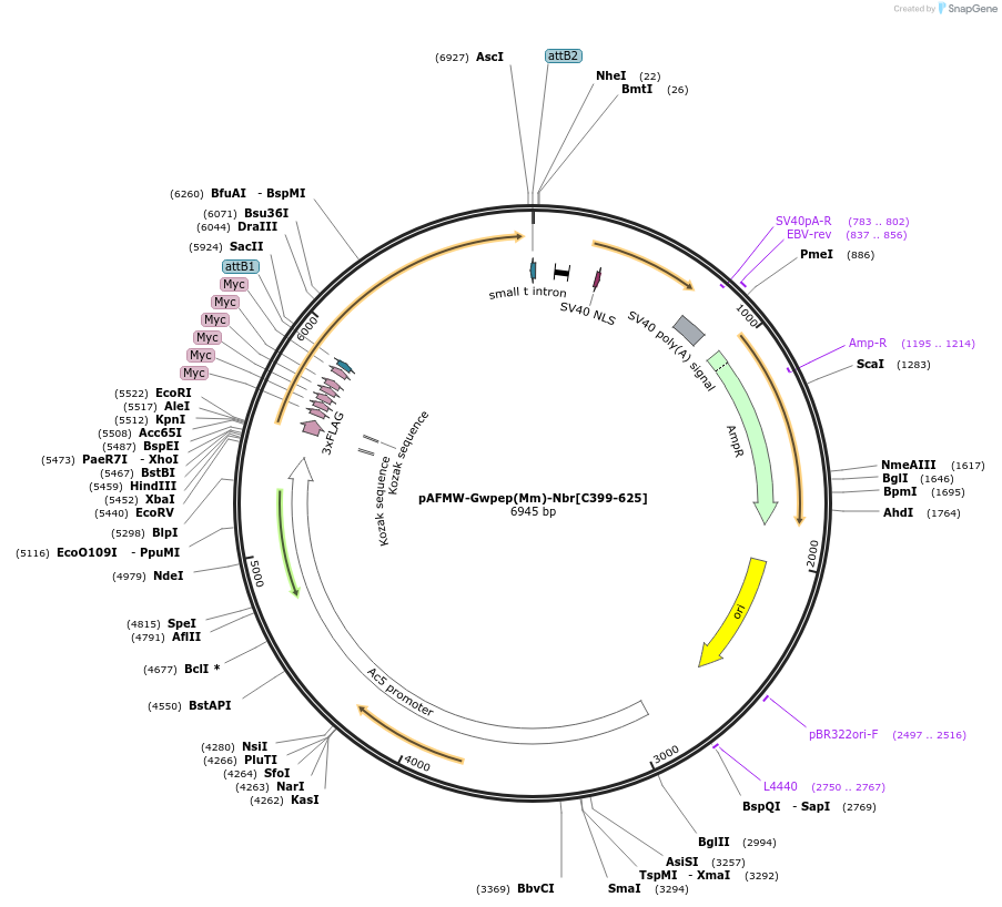 188591-plasmid-map-sequence-id-375889