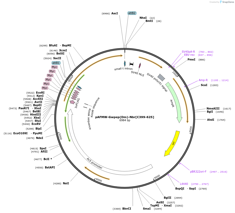 188592-plasmid-map-sequence-id-375890