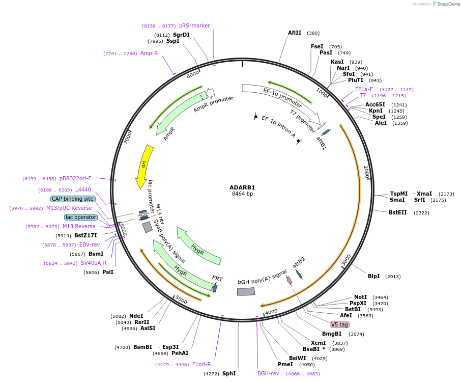 155396-plasmid-map-sequence-id-375892