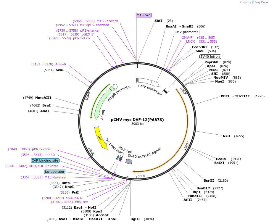 32567-plasmid-map-sequence-id-37591