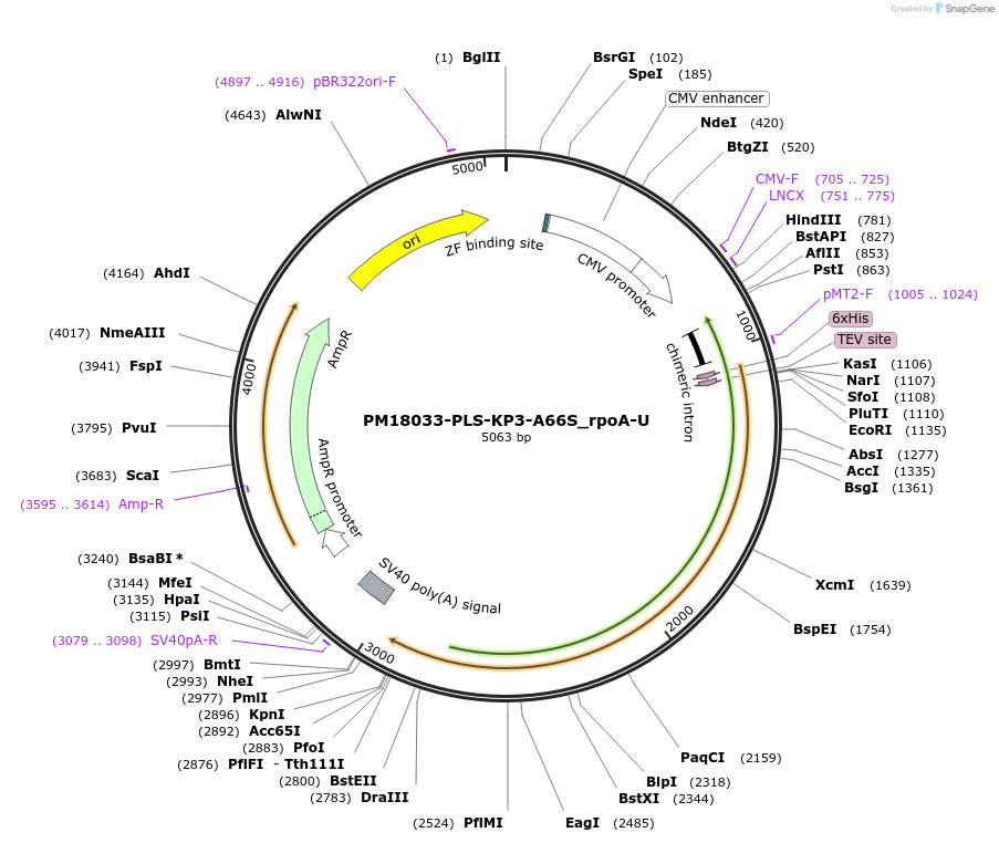 190981-plasmid-map-sequence-id-375912