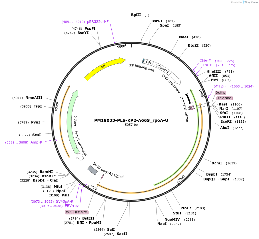190977-plasmid-map-sequence-id-375913