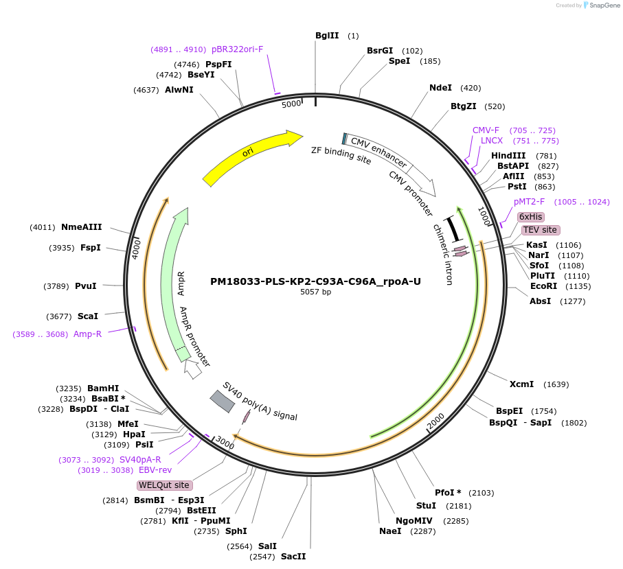 190978-plasmid-map-sequence-id-375914