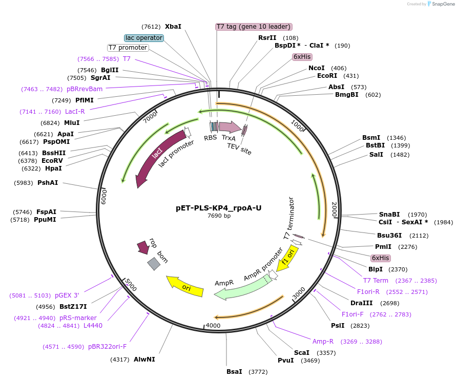 190964-plasmid-map-sequence-id-375932
