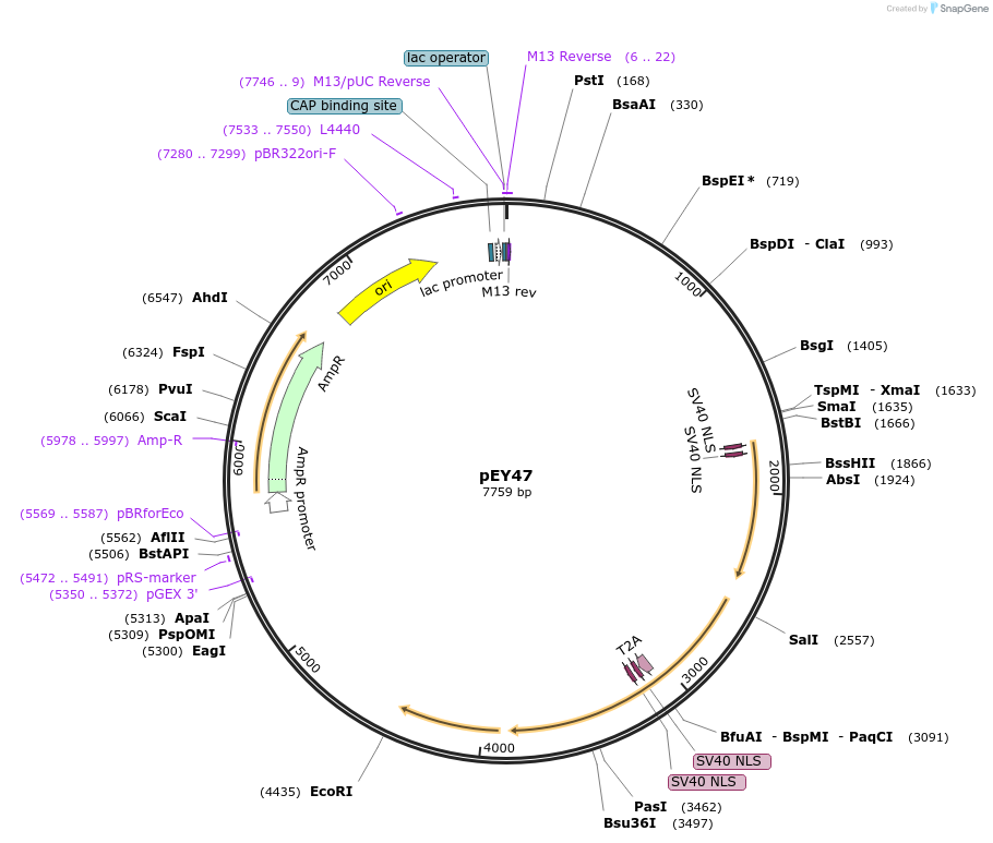 191051-plasmid-map-sequence-id-375933