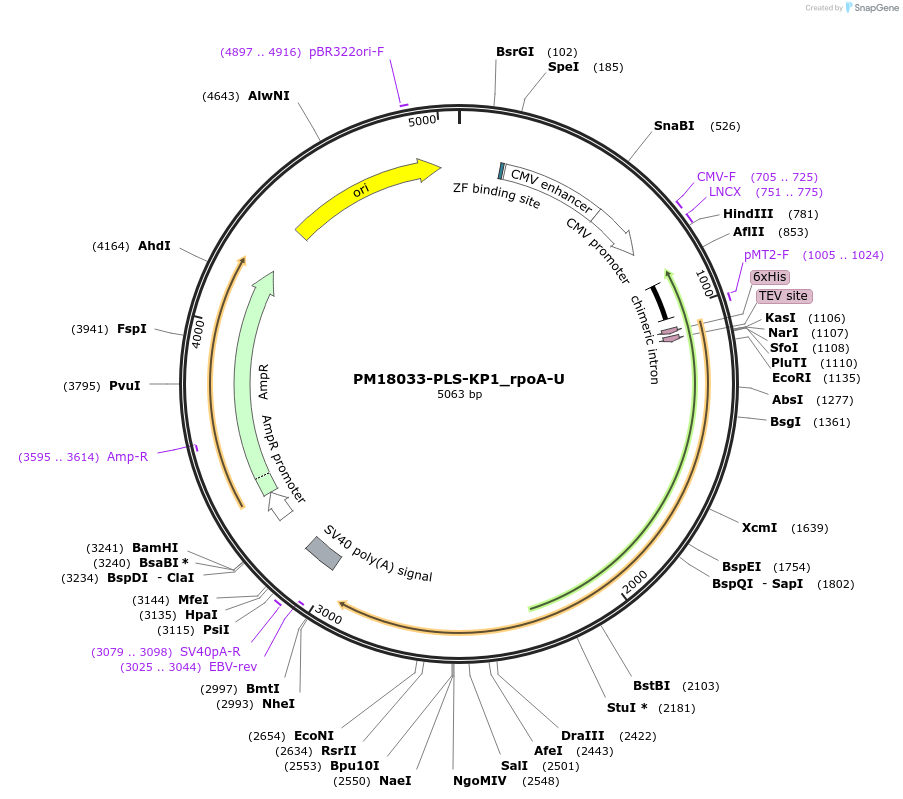 190975-plasmid-map-sequence-id-375934