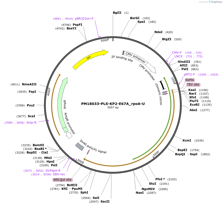 190979-plasmid-map-sequence-id-375938