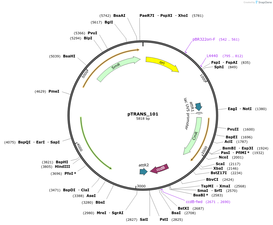 91199-plasmid-map-sequence-id-375939
