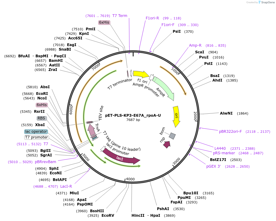 190963-plasmid-map-sequence-id-375940